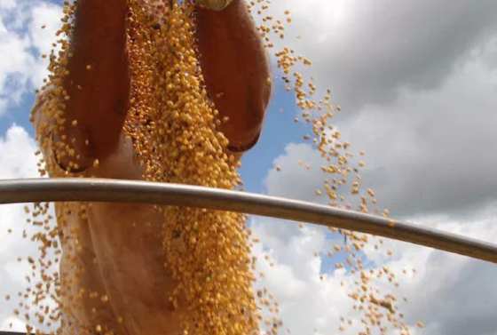 Soja se manteve em R$ 117 a saca no Paraná.