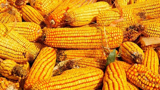 A colheita da segunda safra de milho tem avançado no Brasil, mas o ritmo das atividades ainda está abaixo da média.