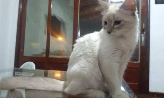 gato com coronavirus