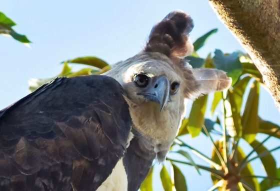 Gavião Real Harpia