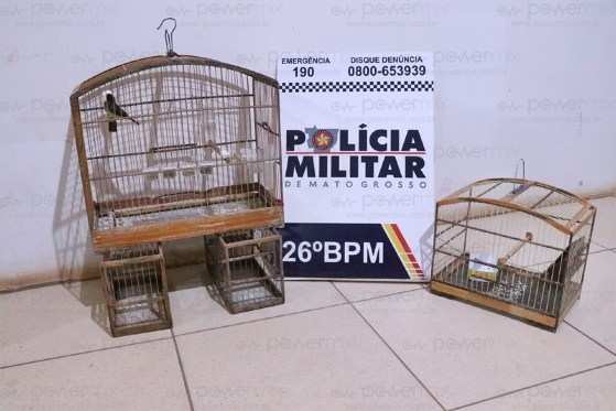 passarinho e gaiolas apreendidas N.M