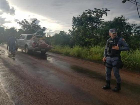 vacas atropeladas na rodovia 