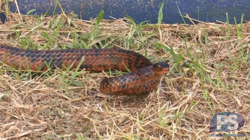 CANINANA, Cobras Brasileiras #4