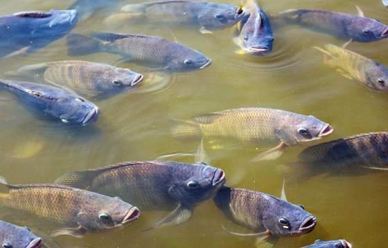 Peixe Piscicultura 