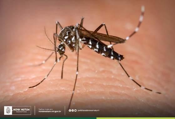 Mosquito Dengue 