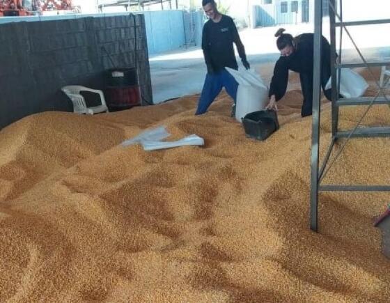 carga de grãos desviada