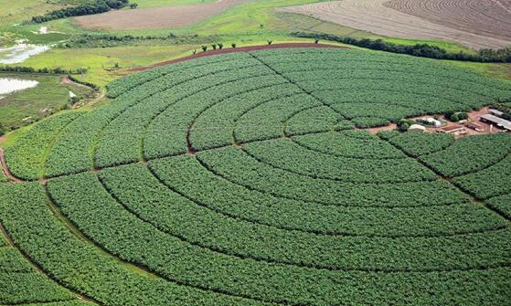 plantação grãos 