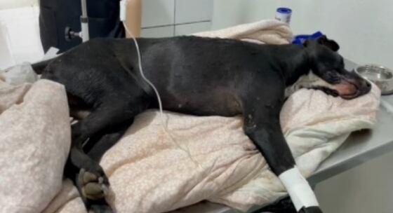 cachorro vitima de mal tratos em sinop
