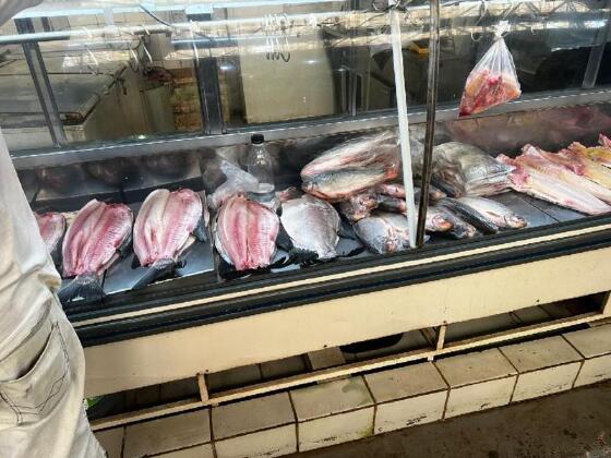 fiscalização de peixes