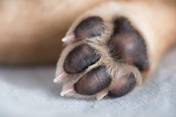 pata de cachorro