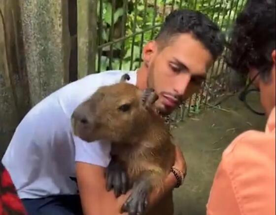 Capivara Filó