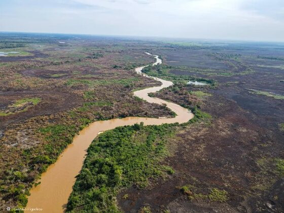 Incêndio devasta o Pantanal de MT.