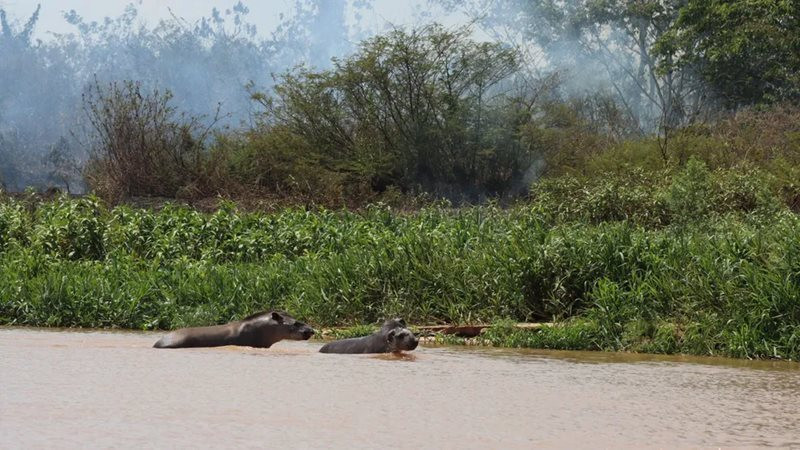 INENDIO PANTANAL