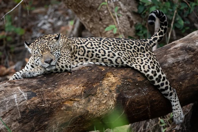 INENDIO PANTANAL