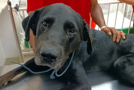 cachorro machucado