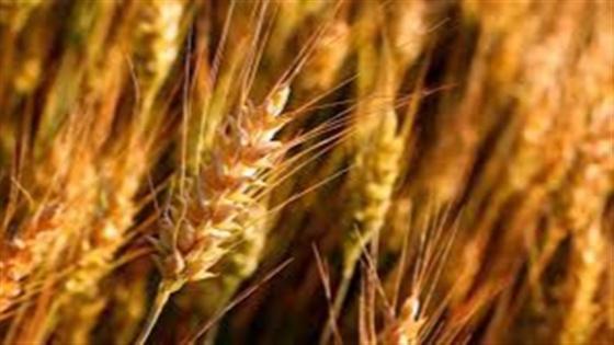Os cereais de inverno apresentam características nutricionais e agronômicas que os tornam opções atrativas para os produtores