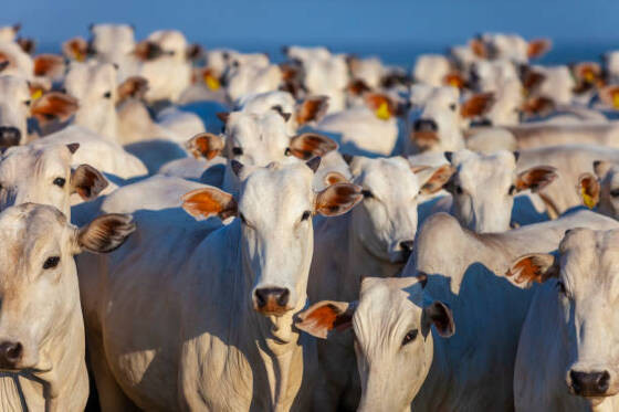 Carne bovina segue em alta com valorização da arroba do boi em Mato Grosso.