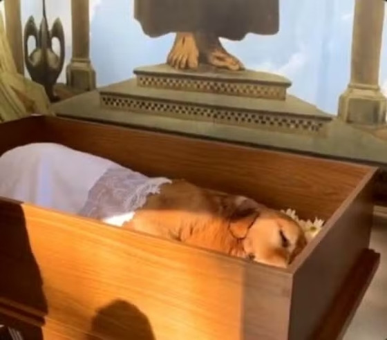 Cão Joca morto em avião