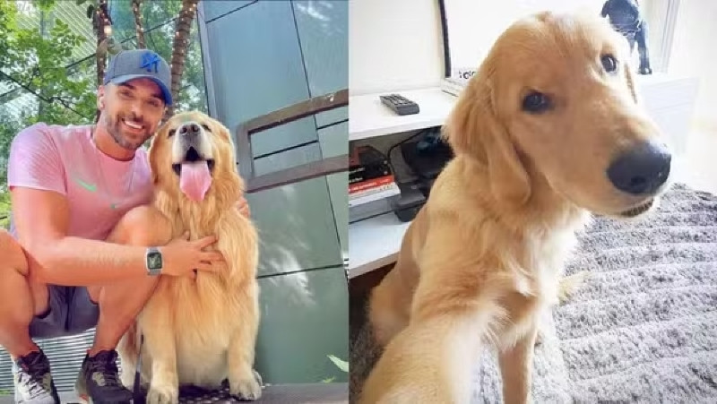 Cão Joca morto em avião
