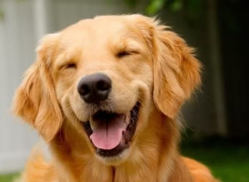 Cão Joca morto em avião