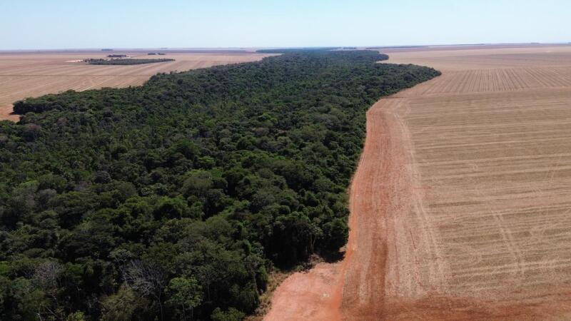 Fazenda em leilão