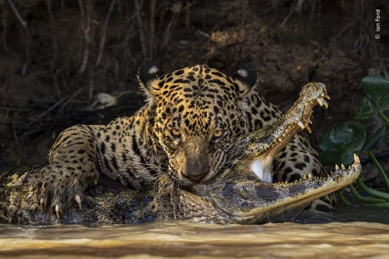 Uma onça abocanhando um jacaré no Pantanal, em MT. A cena foi capturada de um barco, em um rio da região.