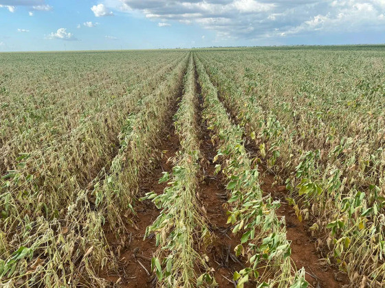 O fenômeno La Niña causa menores volumes de chuva em importantes regiões produtoras do Brasil, como o Centro-Oeste.