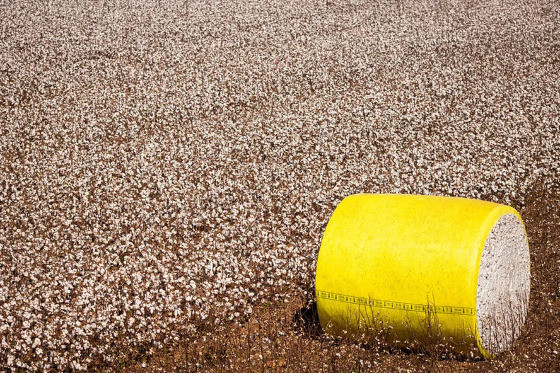 As cotações internas de algodão em pluma iniciaram setembro com maior volatilidade.