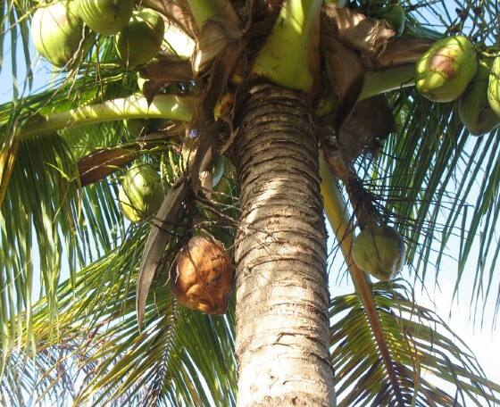 coco