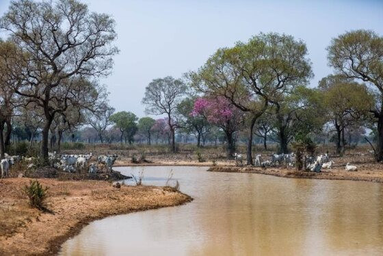 agua pantanal