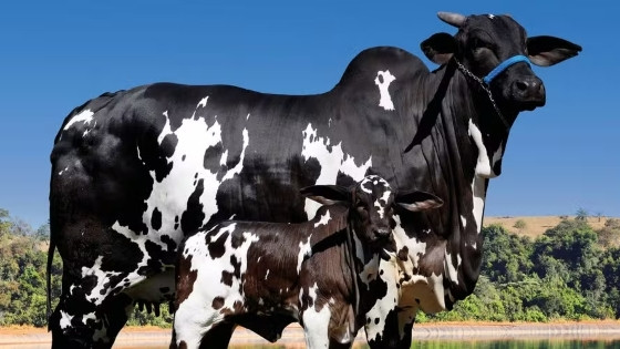 Com genética de qualidade, a vaca Ibiza FIV Surreal possui filhos que estão em destaque no mercado após títulos em diversas competições.