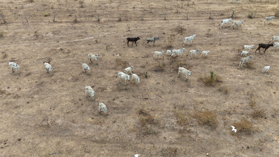 vacas magras