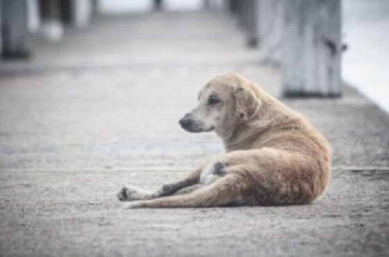 cão