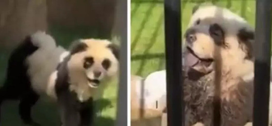 Zoológico na China admite que pintou cachorros para se parecerem com pandas.