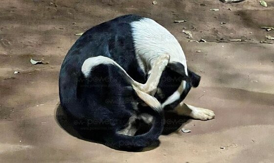 cachorro estuprado