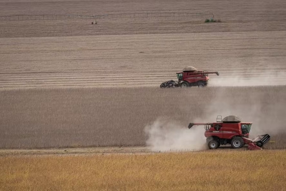 Carro-chefe do agronegócio nacional, a soja deve apresentar um crescimento de 2,8% na área semeada.