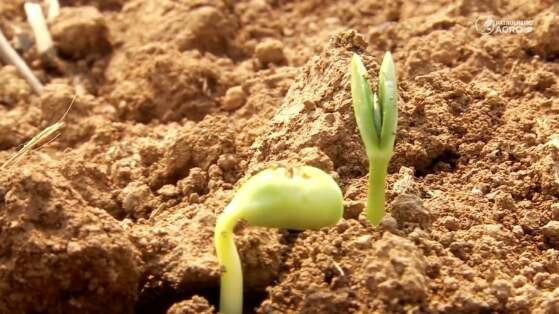 soja plantio
