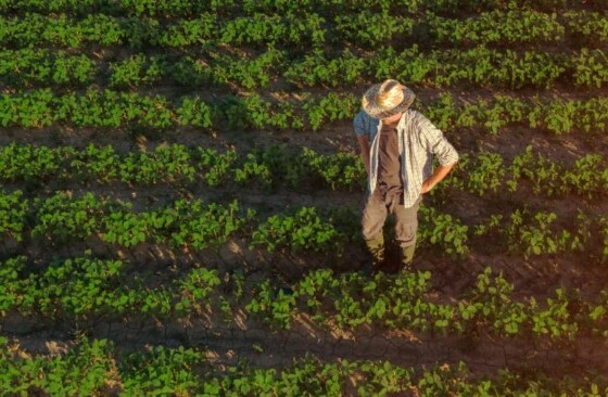 agricultor na plantação