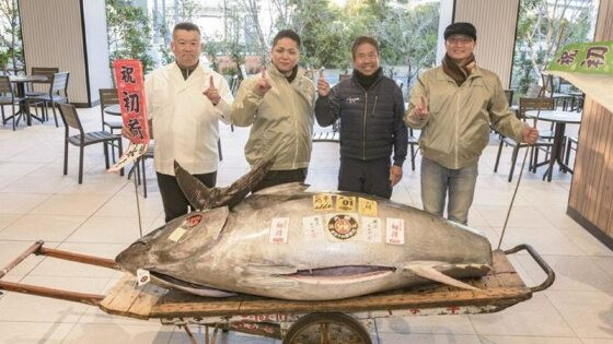 Peixe arrematado em leilão.