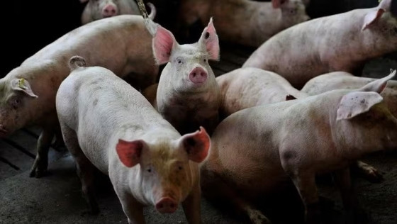 Cenário de queda da cotação do suíno se deve à baixa demanda característica de janeiro.