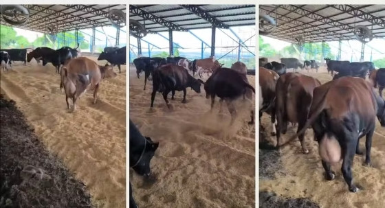 Vacas pulam de alegria em estábulo.