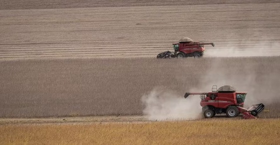 A recuperação das receitas da soja e do milho deve sustentar o avanço do VBP da agricultura.