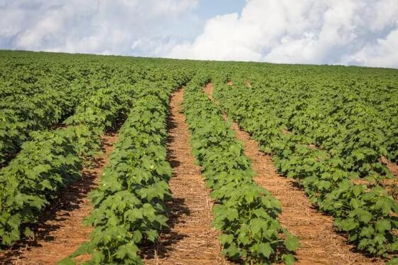 Mercado já considera uma redução da área plantada com algodão no Brasil.