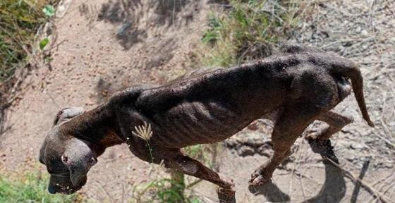 cachorro mau cuidado