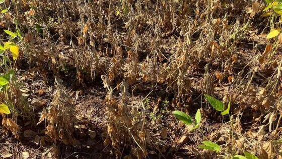 Estimativa para soja argentina foi reduzida em 5 milhões de toneladas, para 47,5 milhões de toneladas.