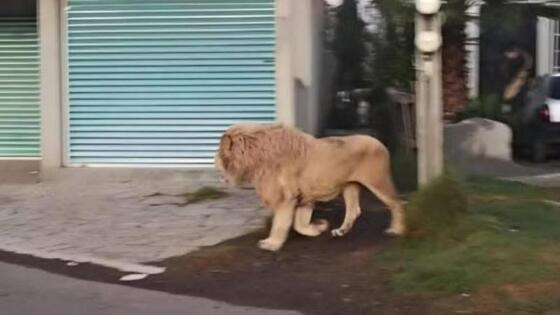 Leão foge de abrigo, perambula por ruas de cidade no México e assusta moradores.