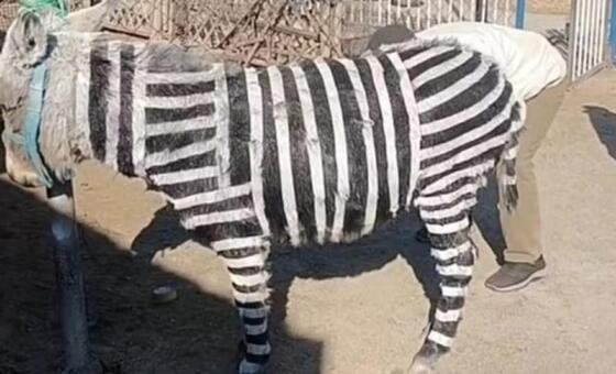 Zoo na China pinta burro com listras para "virar" zebra.