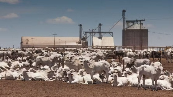 Mercado apresenta boa oferta de animais e escalas de abate confortáveis, em uma média 10 dias úteis.