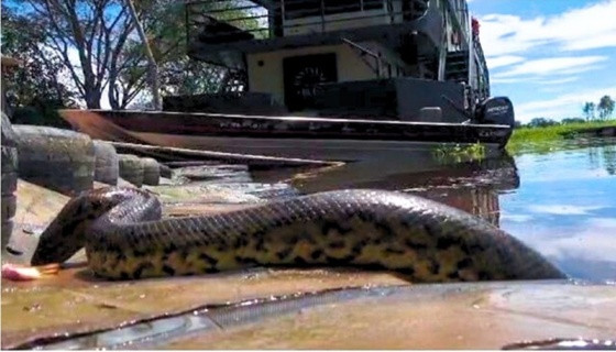 Sucuri-amarela surpreende fotógrafo na beira do rio para roubar peixe.