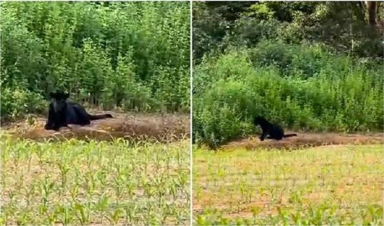 Raríssima, onça-preta foi vista em região de lavoura em Sorriso/MT.